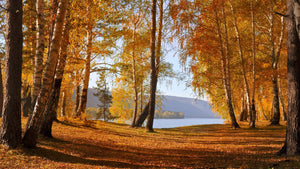 3 Reasons Why Autumn is the Perfect Time for a Picnic
